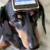 7 Must Have Apps for Dog Owners ...