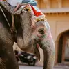 8 Adorable Elephant Accessories ...