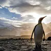 7 Types of Penguin and Where to See Them ...