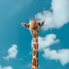 7 Interesting and Fun Facts about Giraffes ...