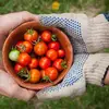 7 Health Benefits of Tomatoes ...