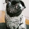 This Pug Enjoying His Bath is the CUTEST Video Youll See Today ...