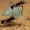 9 Natural Ways to Get Rid of Ants in Your Home ...