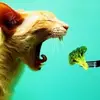 7 Great Pet Foods for Your Kitten ...