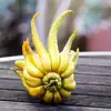 7 Strange Fruits from around the World That You Should Try ...
