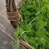 Never Tried Fennel Here Are 29 Reasons Why You Should ...