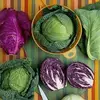 7 Varieties of Cabbage That You Just Might Enjoy ...