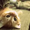 7 Crazy Things Cats do That You Wont Believe ...