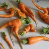 5 Tips on Growing Carrots ...