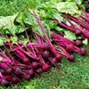 7 of the Healthiest Vegetables That Are Easy Enough for Any Gardener to Grow ...