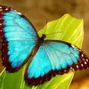 7 Beautiful Butterflies to Spot in Your Garden Today ...