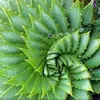 7 Amazing Benefits of Aloe Vera ...