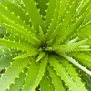 9 Undeniable Benefits of Using Aloe Vera for IBS ...