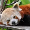 7 Adorable Animals from Asia ...