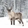7 Fascinating Facts about Reindeer ...