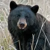 7 Magnificent Animals in Yellowstone National Park ...