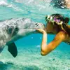 7 Facts about Dolphins You Probably Didnt Know ...