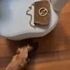 How to House Train a Puppy ...