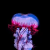 A Photographic Insight into the World of Jellyfish ...