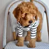 15 Best Small Dog Breeds for Indoor Pets ...
