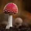 46 Magical Wild Mushrooms You Wont Believe Are Real ...