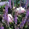 5 Facts on Salvia You Did Not Know ...