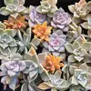 Gorgeous Grow These Stunning Succulents Now ...