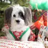 Top Tips for Keeping Your Pets Safe at Christmas ...