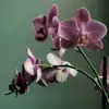 7 Tips for Caring for Phalaenopsis Orchids ...