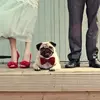 7 Ways to Include Animals in Your Wedding ...