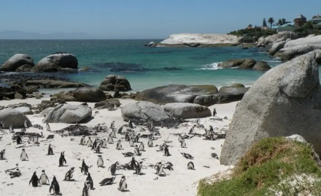 Spot the Penguins on Boulders Beach