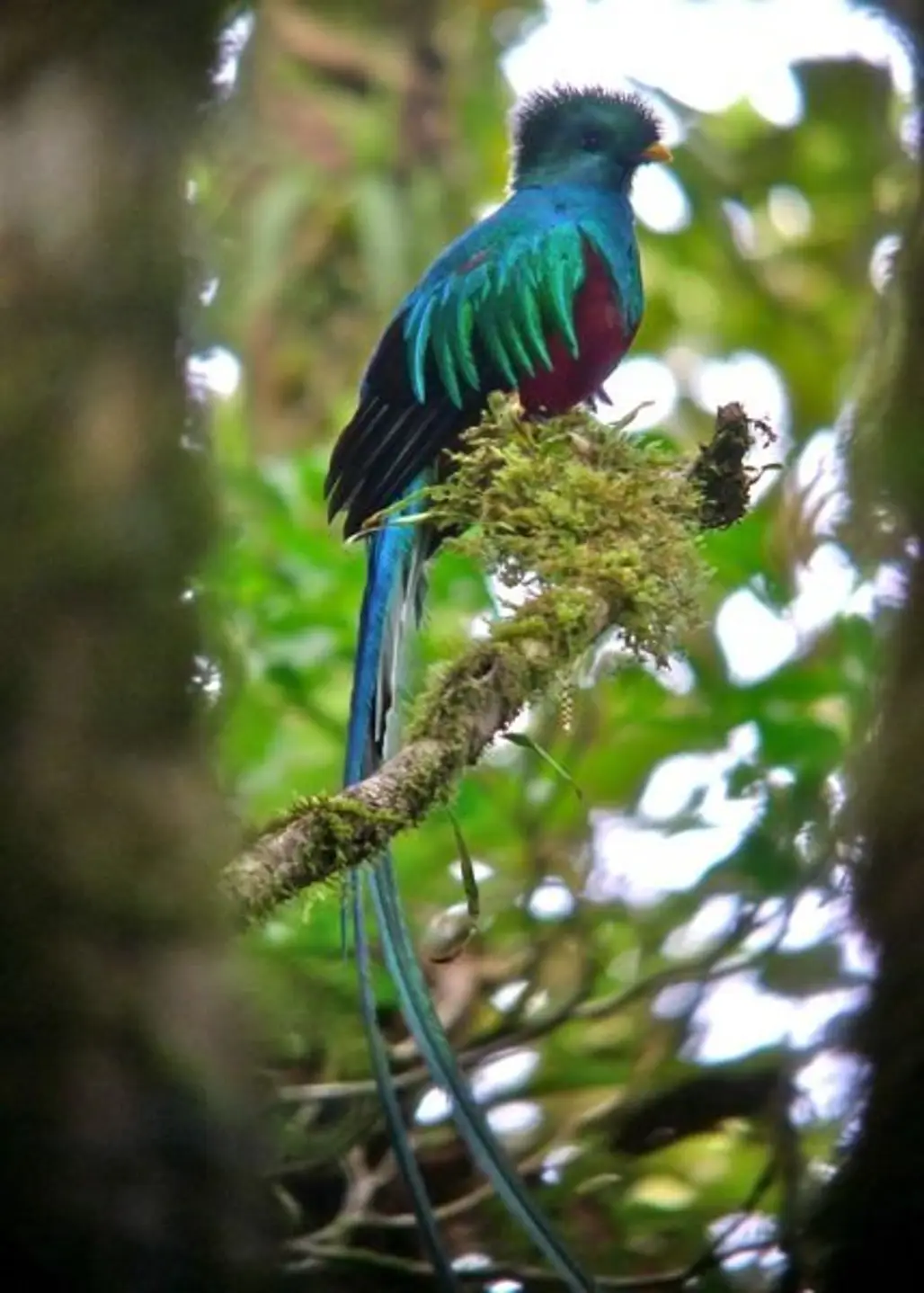 Monteverde Cloud Forest Reserve (Reserva Biológica Bosque Nuboso Monteverde), Costa Rica