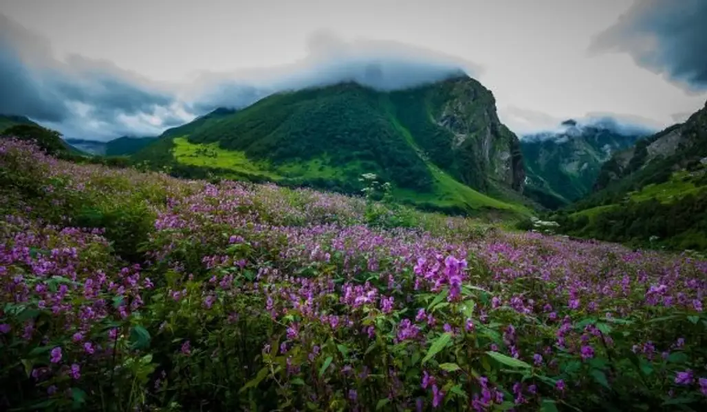 Walk in the Valley of Flowers