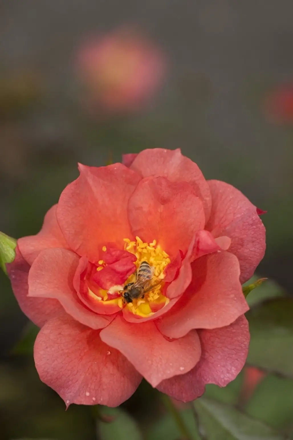 Floribundas Roses
