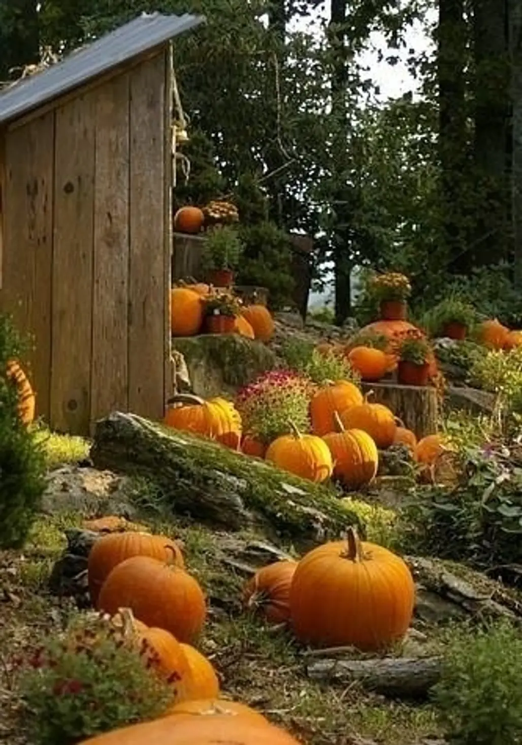 Pumpkin Picking and Carving