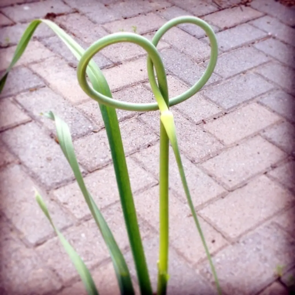 5 Things to do with Garlic Scapes