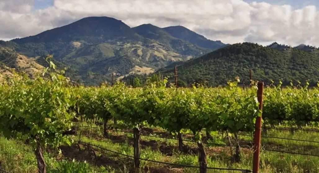 Make Your Own Wine in the Napa Valley