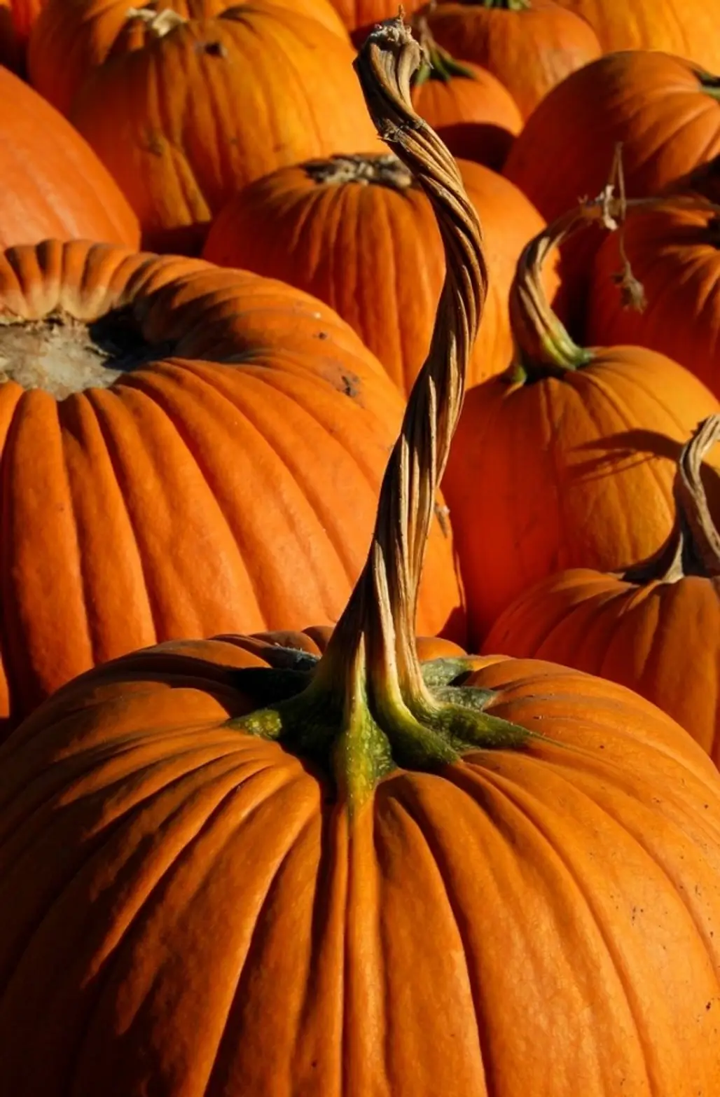Pumpkin Picking and Carving