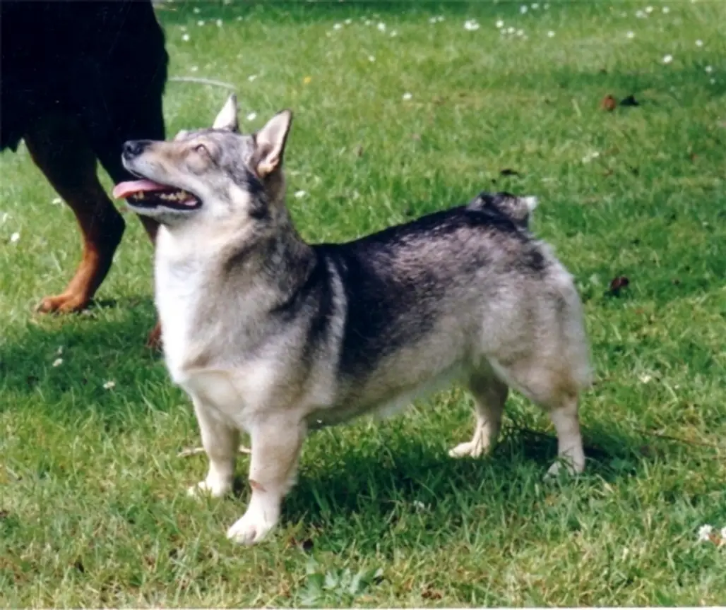 Swedish Vallhund
