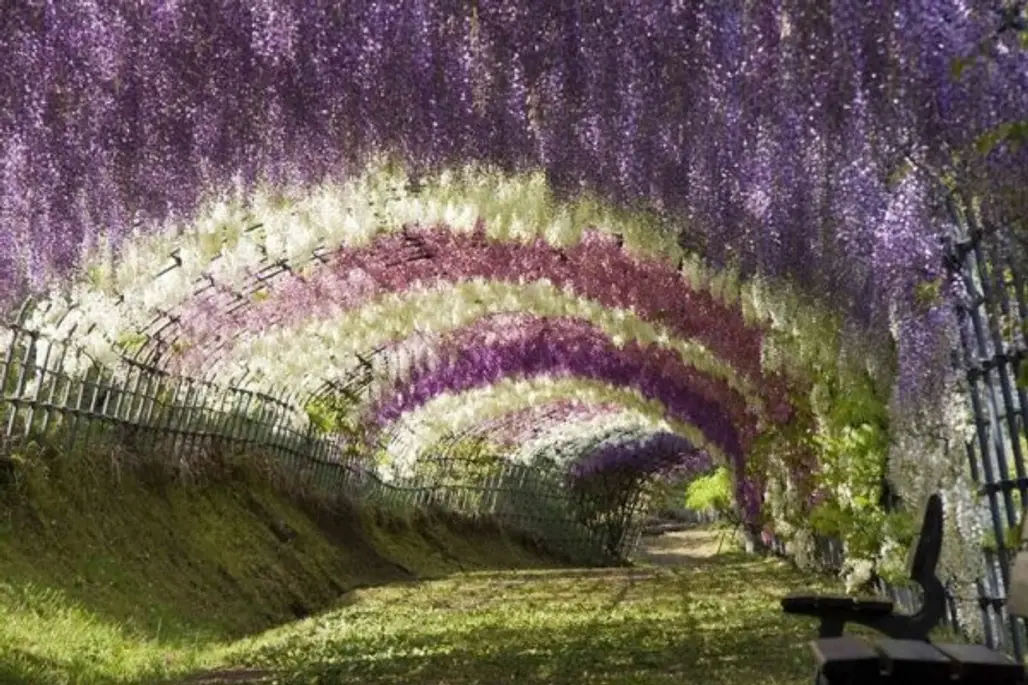 Ashikaga Fuji Gardens, Japan