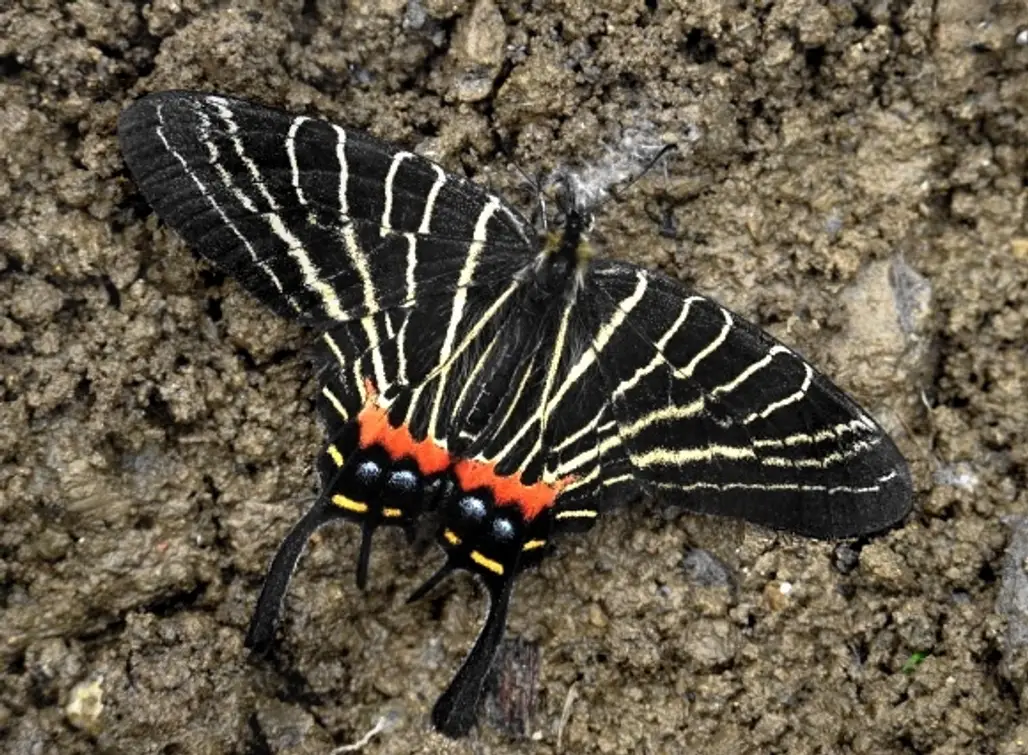 Chinese Three-tailed Swallowtail