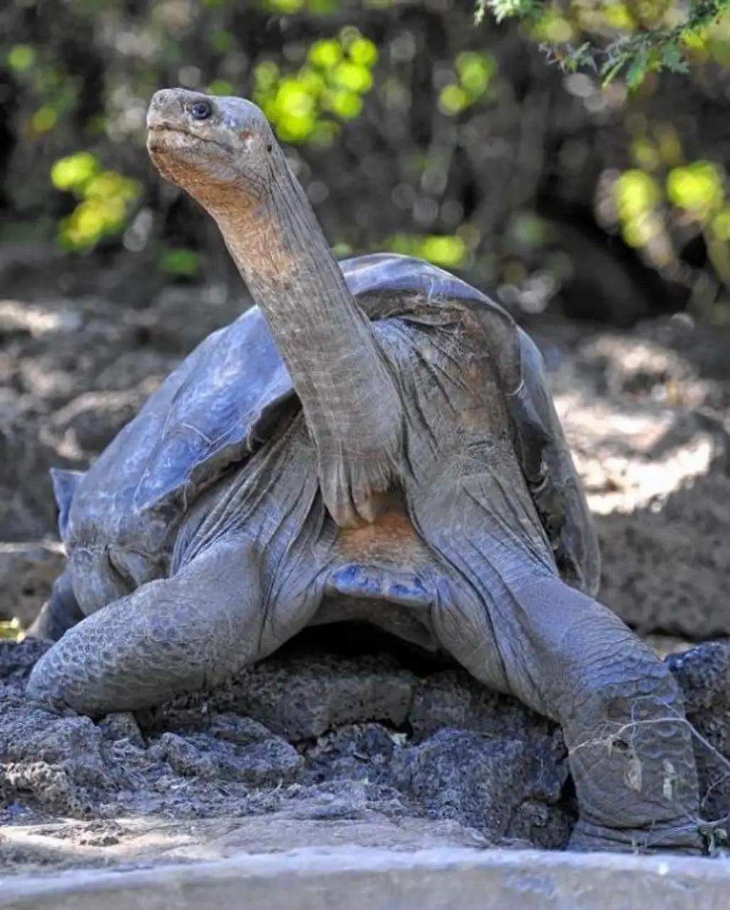 The Pinta Island Giant Tortoise