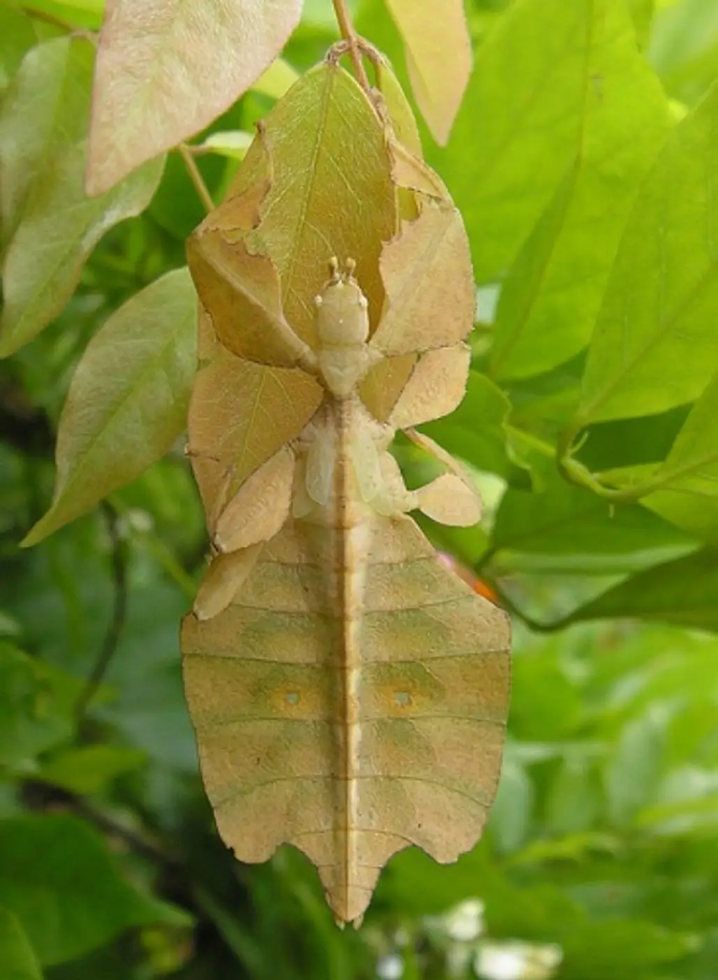 The Leaf Insect