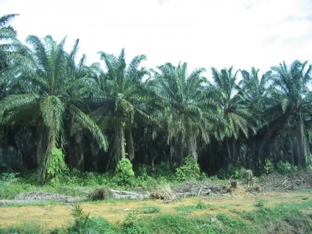 Avoid Products That Contain Palm Oil from the Rainforest