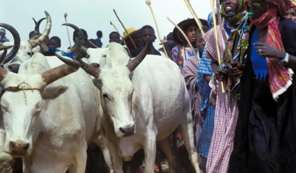 Mali - Crossing of the Cattle (December)