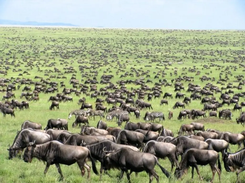 Tanzania/Kenya - the Great Migration (May / June and July / August)