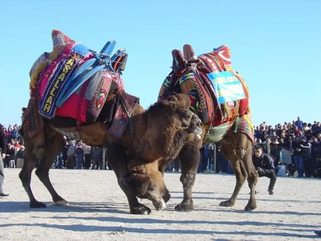 Camel Wrestling Championships, Turkey