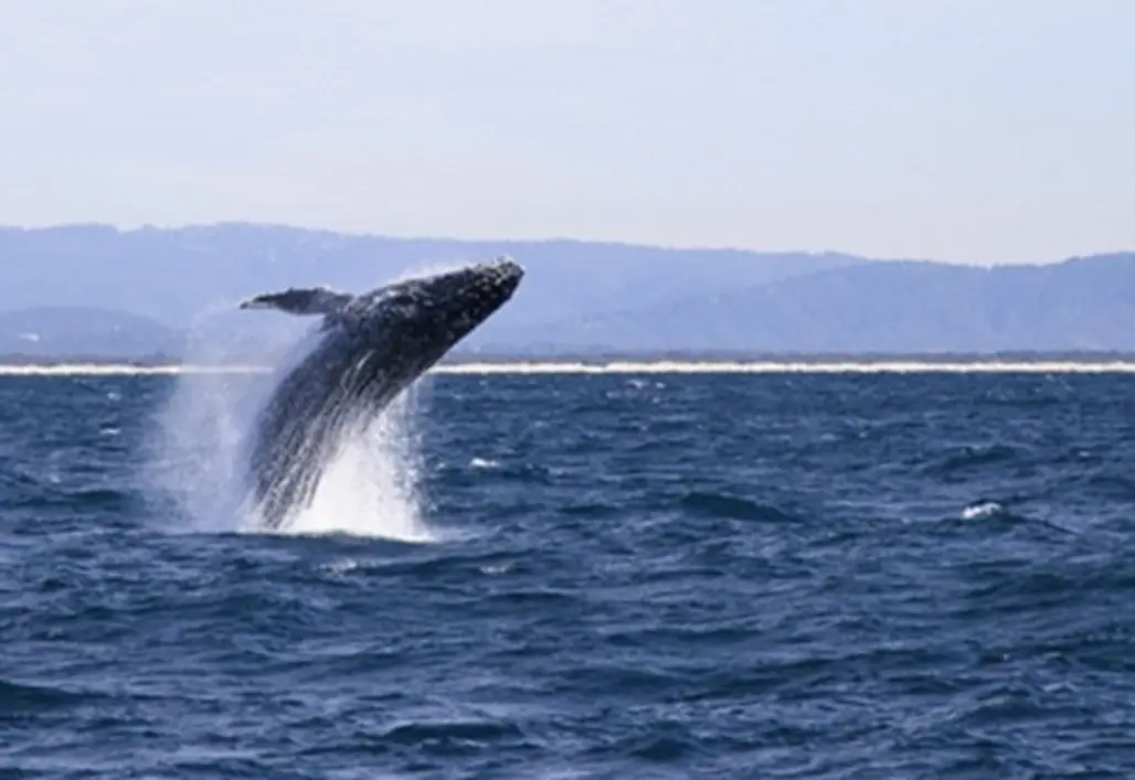Hermanus Whale Festival, South Africa