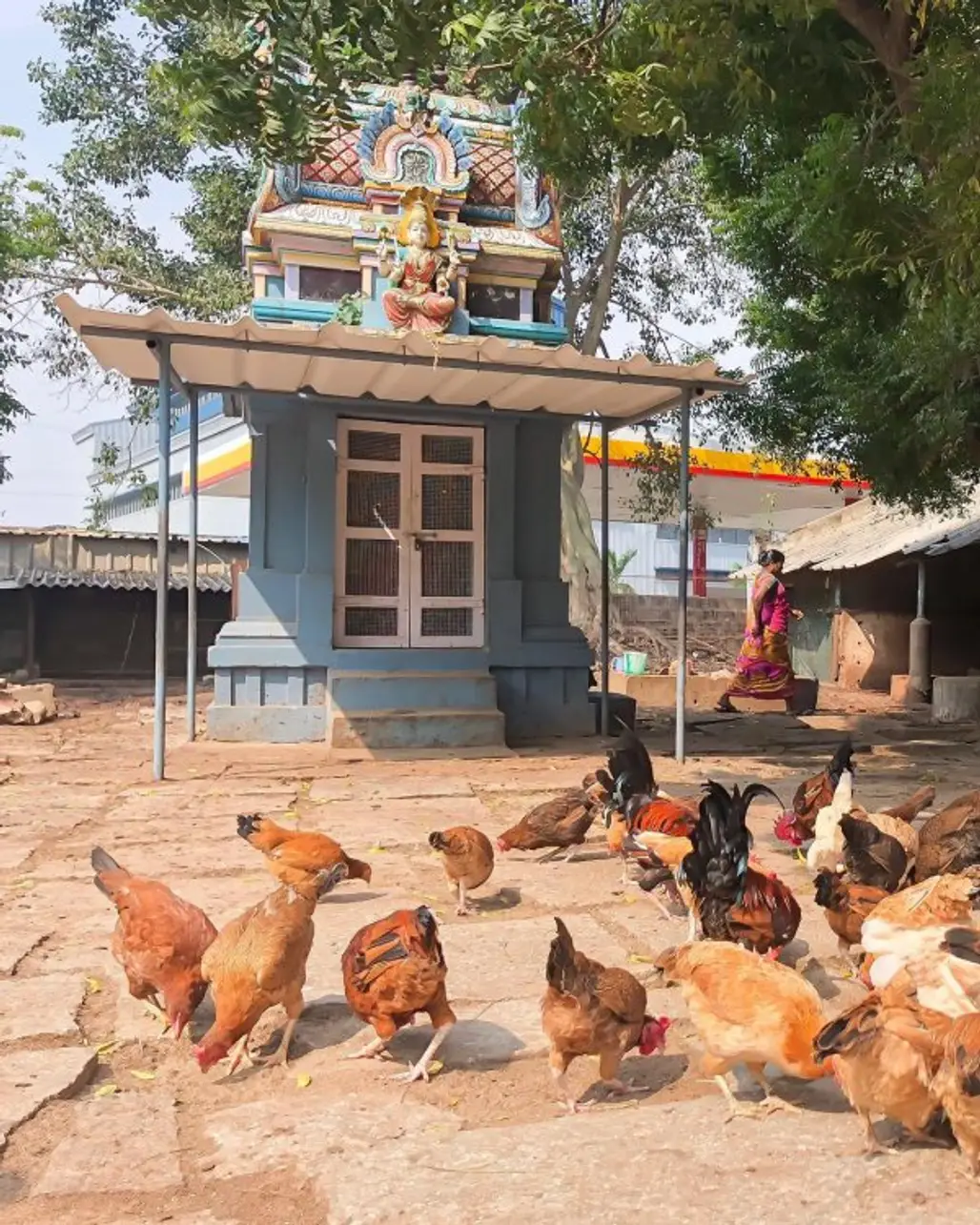 temple, temple, chicken, outdoor structure, rooster,