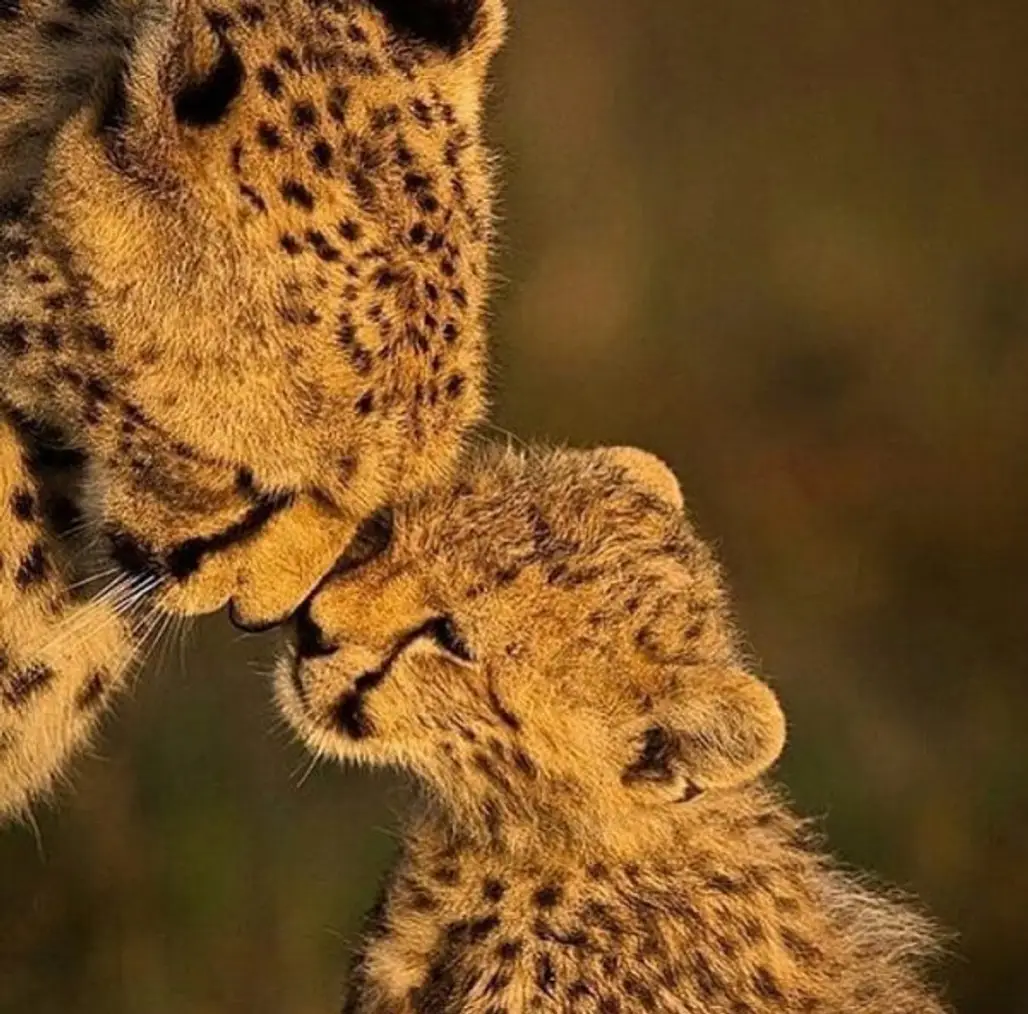 cheetah, wildlife, terrestrial animal, mammal, leopard,